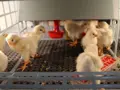 Odchovna drůbeže CIMUKA CB25 MIDI