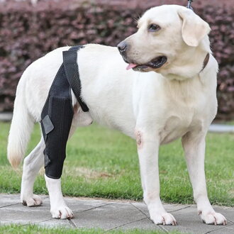 Podpora kolen pro psa ortéza